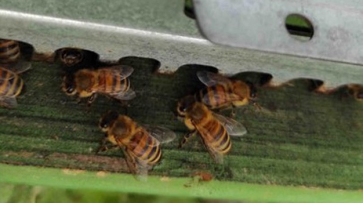 L’Oasi della Biodiversità del Gruppo Cassa Centrale - immagine 7