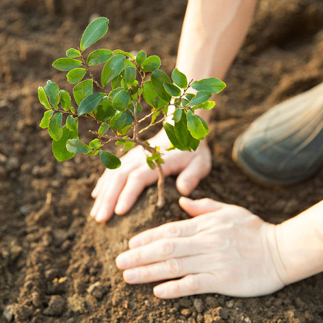 hands planting a tree